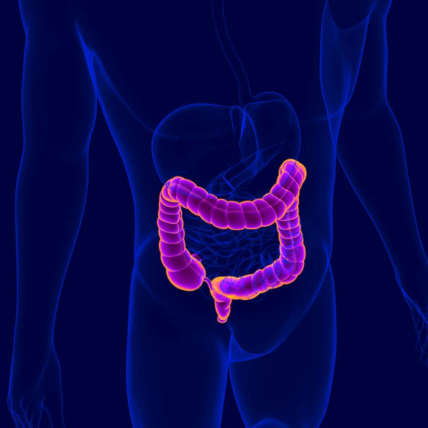 Ilustración 3D Anatomía del sistema digestivo humano (intestino grueso) para el concepto médico - Foto, Imagen