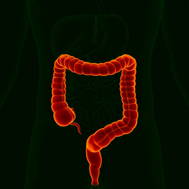 Ilustración 3D Anatomía del sistema digestivo humano (intestino grueso) para el concepto médico - Foto, Imagen