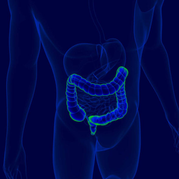 Анатомия пищеварительной системы человека (толстый кишечник) для медицинской концепции - Фото, изображение