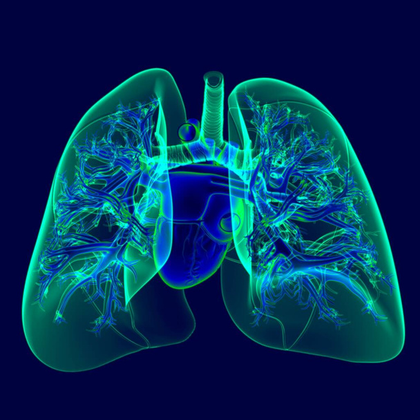 3D ilustrace lidské srdce s průsvitnými plícemi pro lékařskou koncepci - Fotografie, Obrázek
