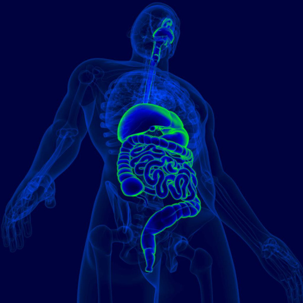 3D Illustration Human Digestive System Anatomy For Medical Concept - Photo, Image