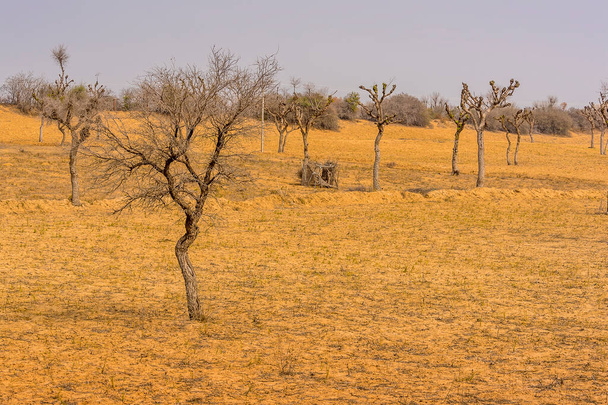 Sivár fák sorakoznak a sivatagban Bikaner közelében, Rajasthan, India - Fotó, kép