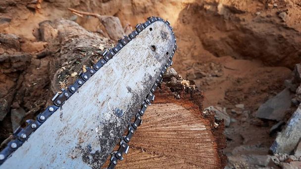 wood cutting electric chainsaw machine near tree trunk in forest - Photo, Image