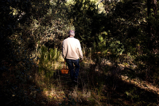 木の間を歩いている老人は、ウィッカーバスケットのある松林のキノコを探しています。 - 写真・画像