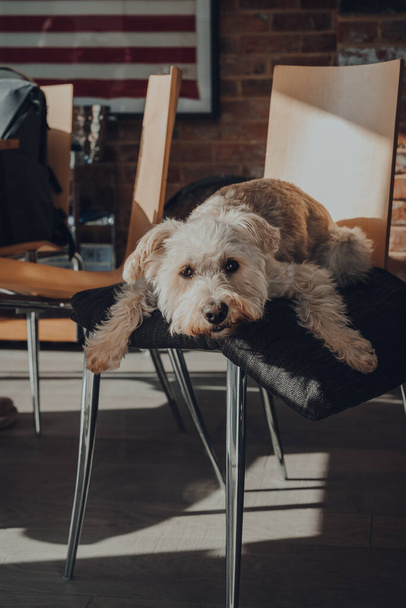 Evde, yemek sandalyesinin üstünde yastığa uzanmış sevimli beyaz köpek, seçici bir odak.. - Fotoğraf, Görsel