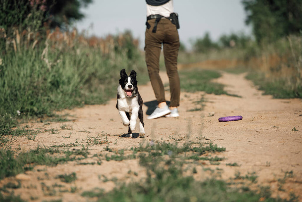 Black and white border collie dog puppy running in the field - Fotoğraf, Görsel