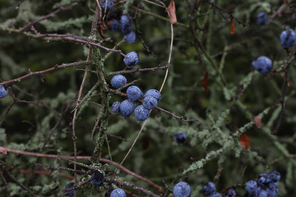 Blue berries of blackthorn ripen on bushes. - Photo, Image