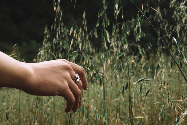Naiskäsi koskettaa kaurapeltokasvia, joka on valmis korjattavaksi, istutettu keskelle Keski-Meksikon vuoristoista metsää. - Valokuva, kuva