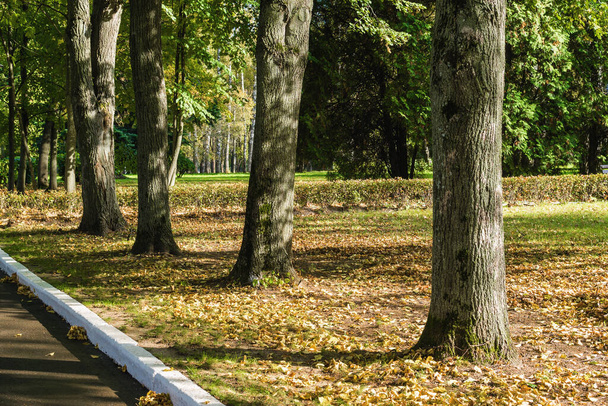 Aurinkoinen näkymä syksyn puistoon lomahotellin lähellä Klyazman tekojärveä, Moskovan alue, Venäjä. - Valokuva, kuva