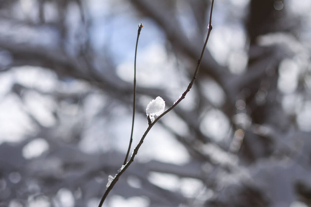 Танення снігу на гілках лісу в сонячний зимовий день
. - Фото, зображення