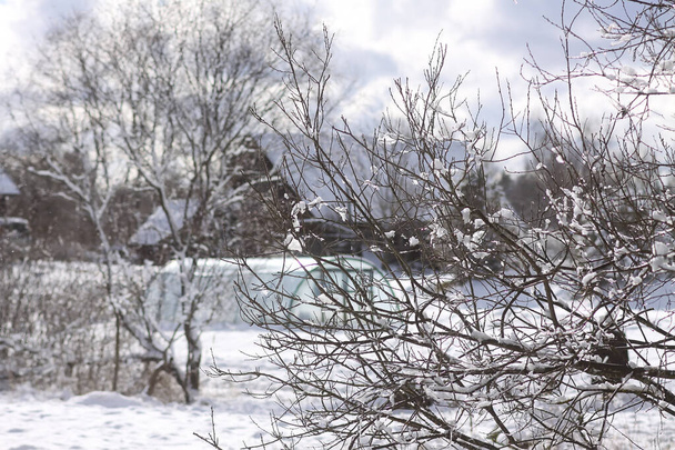 Schmelzender Schnee auf Ästen von Waldbäumen an sonnigen Wintertagen. - Foto, Bild