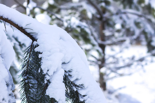 Сніг вкритий ялиновими гілками сосен на відкритому повітрі. Деталі зимової природи
. - Фото, зображення