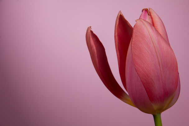 Beautiful tulip - Foto, Imagen