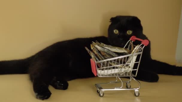 魚でいっぱいのショッピングバスケットを持つ黒猫. - 映像、動画