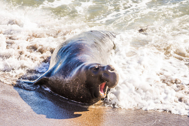 Bull Elephant Seal na pláži San Simeon - Kalifornie. - Fotografie, Obrázek