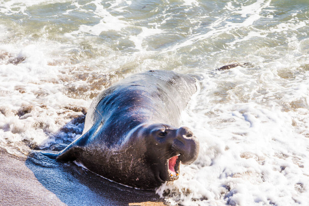 Bull Elephant Seal em San Simeon Beach - Califórnia. - Foto, Imagem