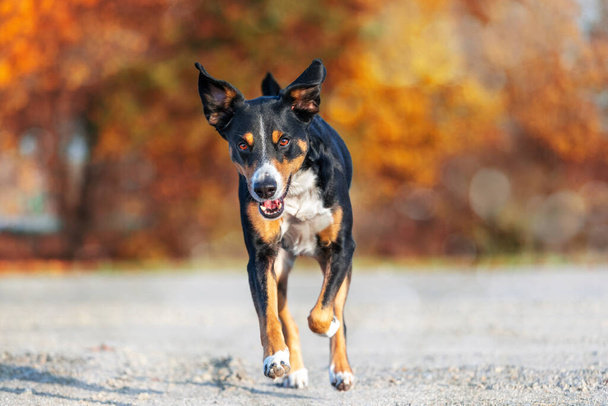 pies jest uruchomiony z dyskietki uszy na jesiennym spacerze, appenzeller sennenhund - Zdjęcie, obraz