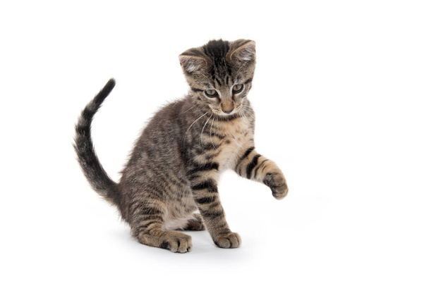 Cute tabby kitten playing isolated on white background - Zdjęcie, obraz