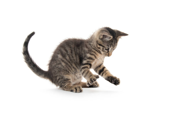 Cute tabby kitten playing isolated on white background - Foto, Imagen