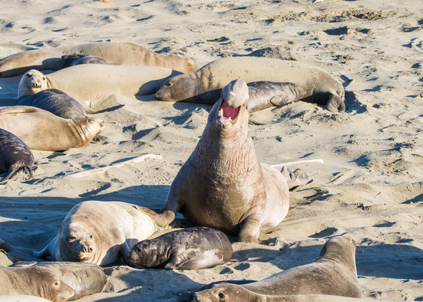 Bull Elephant Seal op San Simeon Beach - Californië. - Foto, afbeelding