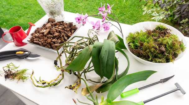 Transplantace faleonopsis hrnce orchideje na ploše se zahradním nářadím, zalévání plechovky a prořezávání nůžky za letního dne venku. Zasazení orchideje do skleněné nádoby zblízka. - Fotografie, Obrázek