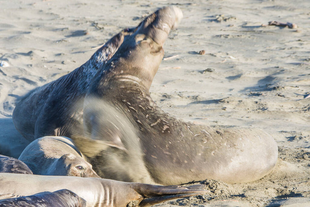 Тюлень-слон на пляже Сан-Симеон-Бич в Калифорнии. - Фото, изображение