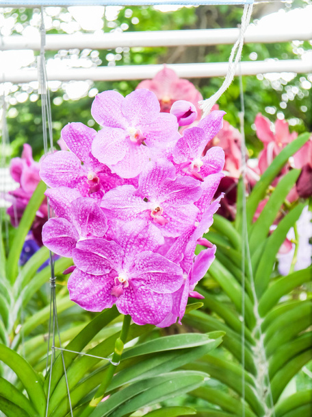 Красочная орхидея
. - Фото, изображение