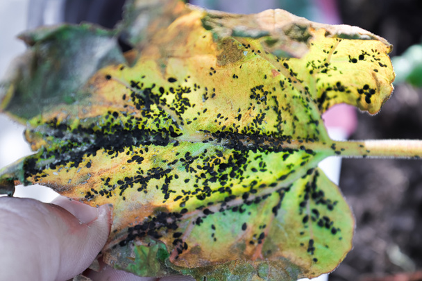 Tył liścia rabarbaru pokrytego mszycami - Zdjęcie, obraz