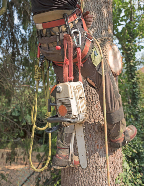 Ağaççı, koşum takımı ve aletleriyle ağaca tırmanmaya hazır. - Fotoğraf, Görsel