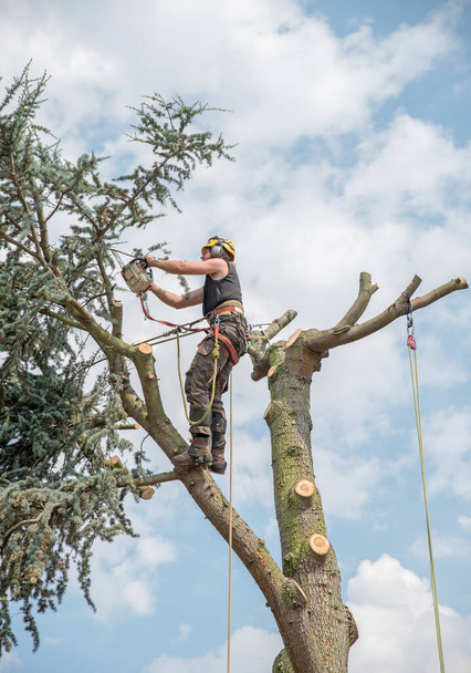 Cirujano o Arborista de Árboles en la parte superior de un árbol cortando ramas. - Foto, Imagen