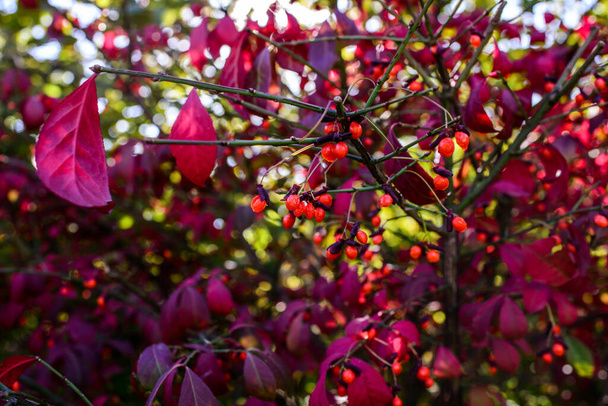Bayas rojas de arándano en el árbol en el jardín. - Foto, Imagen