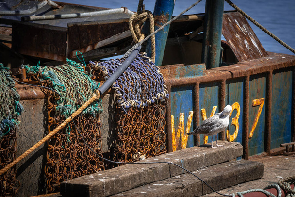 Una gaviota al lado de un barco de pesca en el puerto, orientación al paisaje - Foto, imagen