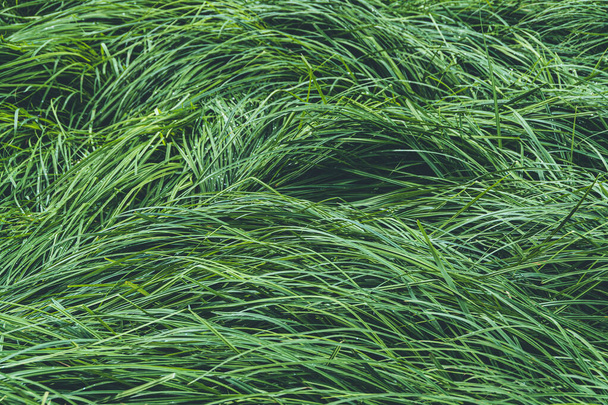 Green fresh grass on lawn as background - Photo, Image