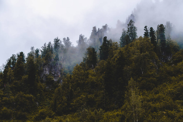 Mglisty poranek w lesie. Drzewa pokryte są chmurami w deszczową pogodę. Sosny na wzgórzu w deszczowe dni we mgle. - Zdjęcie, obraz
