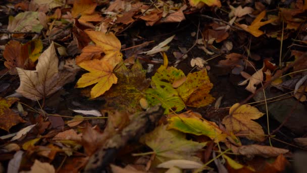 vallende bladeren van een boom stromende beek en kachel in stromend helder water in de herfst in het bos in de Tsjechische Republiek - Video