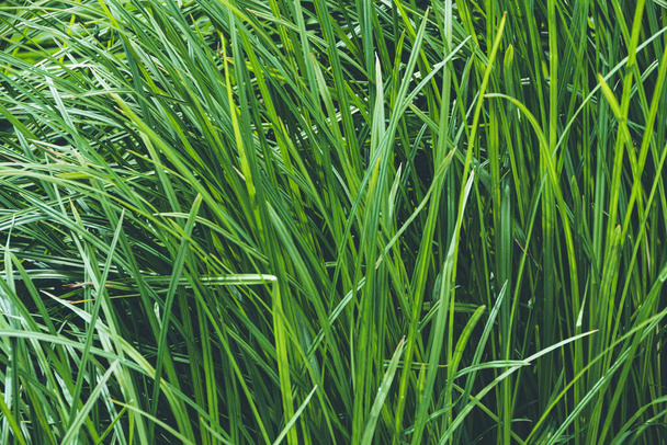 Verde hierba fresca en el césped como fondo - Foto, imagen