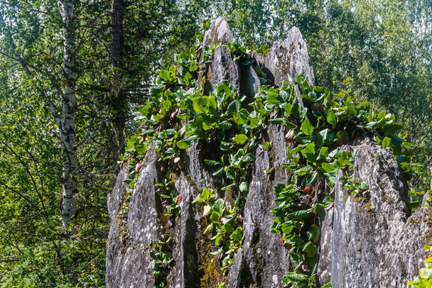 Bergenia crassifolia σε βράχους στην άγρια φύση - Φωτογραφία, εικόνα