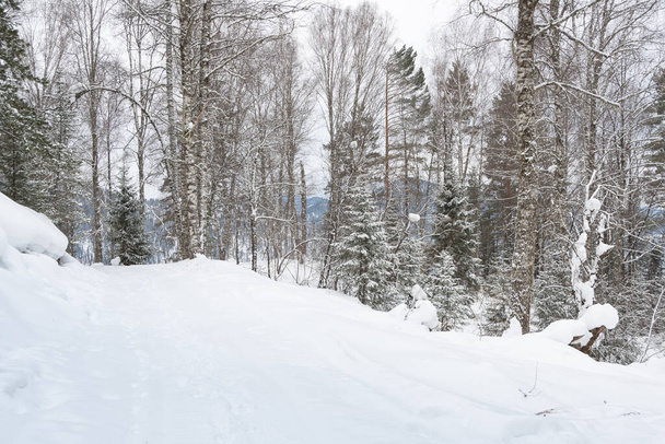 Snow covered country road in winter forest - Valokuva, kuva