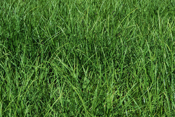 Verde hierba fresca en el césped como fondo - Foto, Imagen