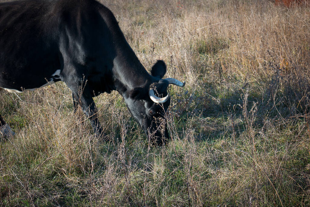 Close-up van een zwarte koe op een weide. Bull als symbool van het nieuwe jaar en Kerstmis 2021.Happy New Year concept - Foto, afbeelding