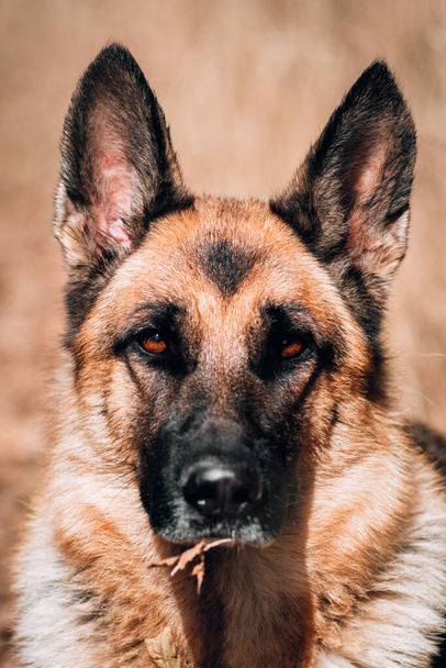 Μεγάλο γοητευτικό πορτραίτο ενός μαύρου και κόκκινου ενηλίκου Γερμανού βοσκού με γκρίζα κάννη. Ένα κίτρινο, ξηρό, φθινοπωρινό φύλλο κολλημένο στο πρόσωπο του σκύλου. Σοβαρή ράτσα σκύλου, πορτρέτο σκύλου για αφίσα ή πανό. - Φωτογραφία, εικόνα
