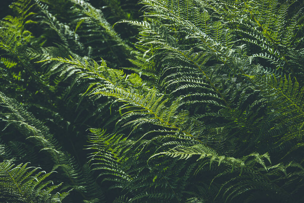 Eğrelti otları. Yağmur ormanlarında yeşil yaprak örtüsü. Eğreltiotu yapraklarının doğal dokusu. - Fotoğraf, Görsel