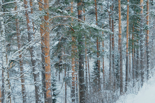 Жовті стовбури високих сосен в зимовому лісі. Гілки дерев покриті свіжим снігом
. - Фото, зображення