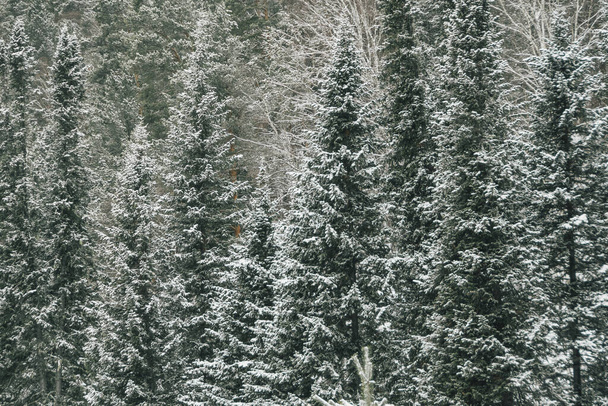 Paisaje invernal. El bosque en la ladera está cubierto de nieve y heladas. Clima frío en Siberia. - Foto, Imagen