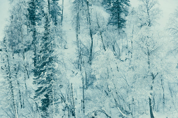 Schneebäume am Hang. Feenwald mit Frost auf Ästen von Kiefern. Winterdunkler und nebliger Wald am Hang - Foto, Bild