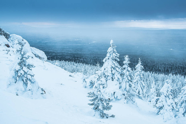 Dağda donmuş köknar ağaçları. Bulutlu bir kış gökyüzünün altındaki kar ormanı. Dağlarda kar ve karla kaplı ağaçlar - Fotoğraf, Görsel
