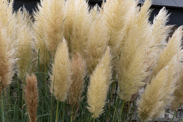 Cortaderia selloana, pampas erba conosciuta per i suoi enormi pennacchi floreali - Foto, immagini
