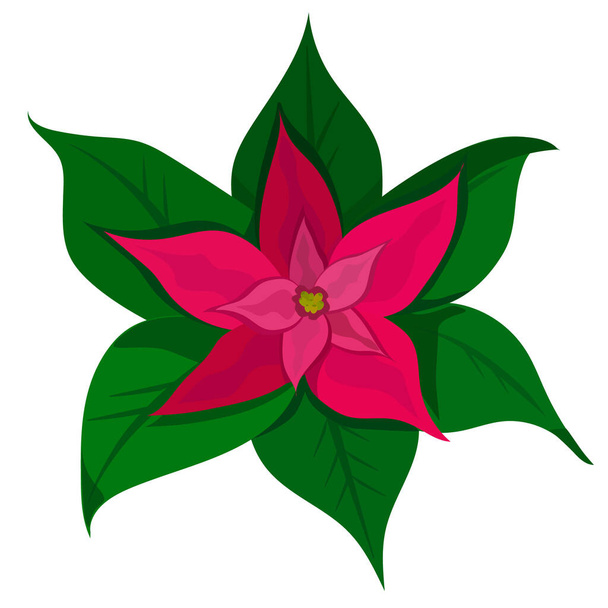 Red flower poinsettia on white. - Vector, Imagen