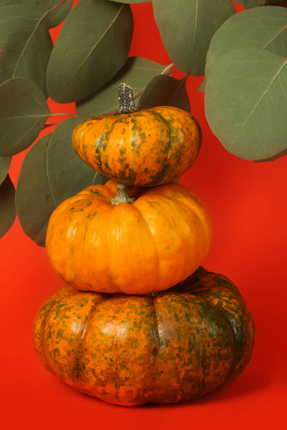 Pyramid fromfall pumpkins of the different size and color.Concept of the autumn harvest.Vertical banner with copy space. - Photo, Image