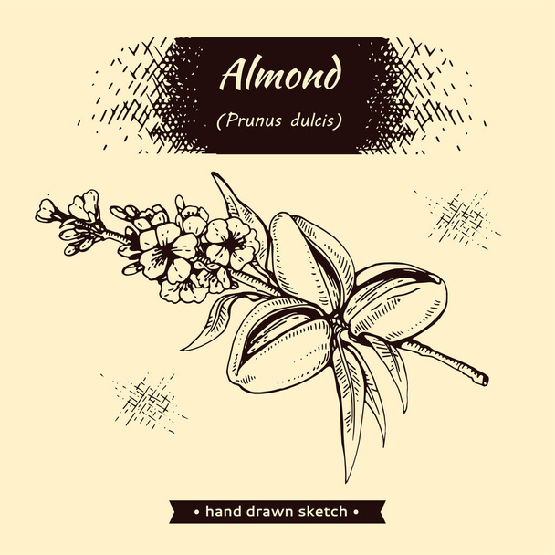 Branch of almonds with nuts, fruits, flowers.  - Vector, Image